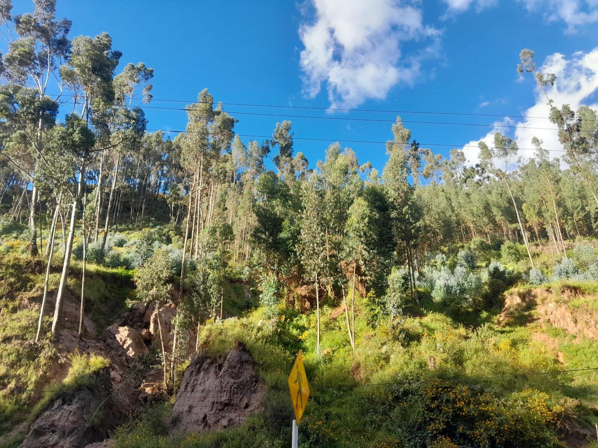 Oasis * Cuzco